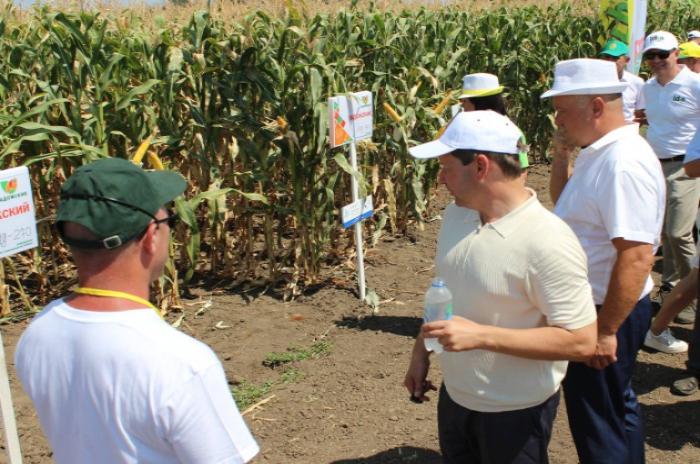 «Ладожские» гибриды кукурузы были представлены на Дне поля Юга России