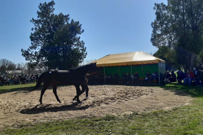 Аукцион лошадей принес конному заводу «Восход» 2,6 млн рублей