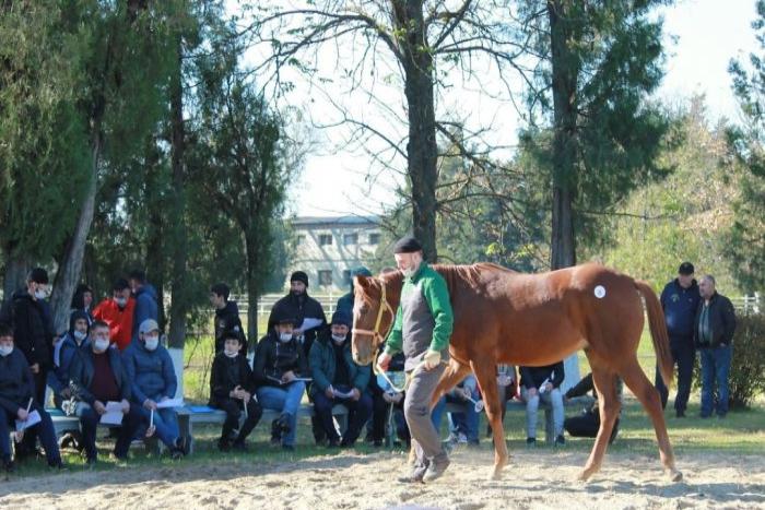 Восходовских лошадей высоко оценили покупатели аукциона
