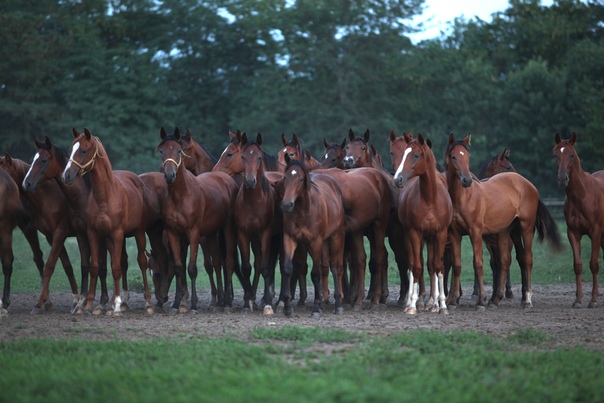 КЗ "Восход" провел аукцион по продаже лошадей