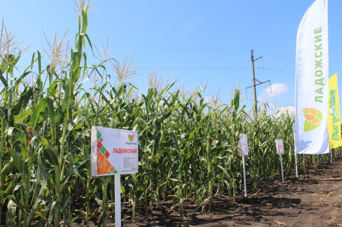Гибриды кукурузы «Ладожские» представили на Дне поля Юга России