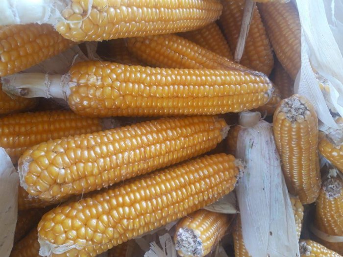 В «Прогресс Агро» началась приемка початков гибридов кукурузы «Ладожские»